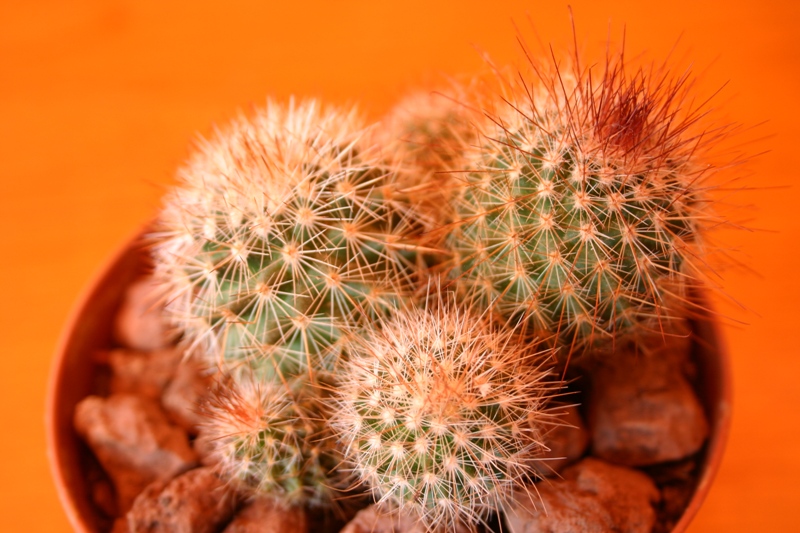 Parodia spinosissima 