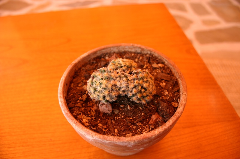 Mammillaria schiedeana 