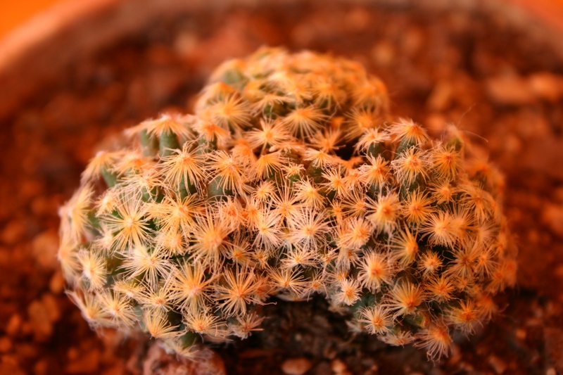 Mammillaria schiedeana 