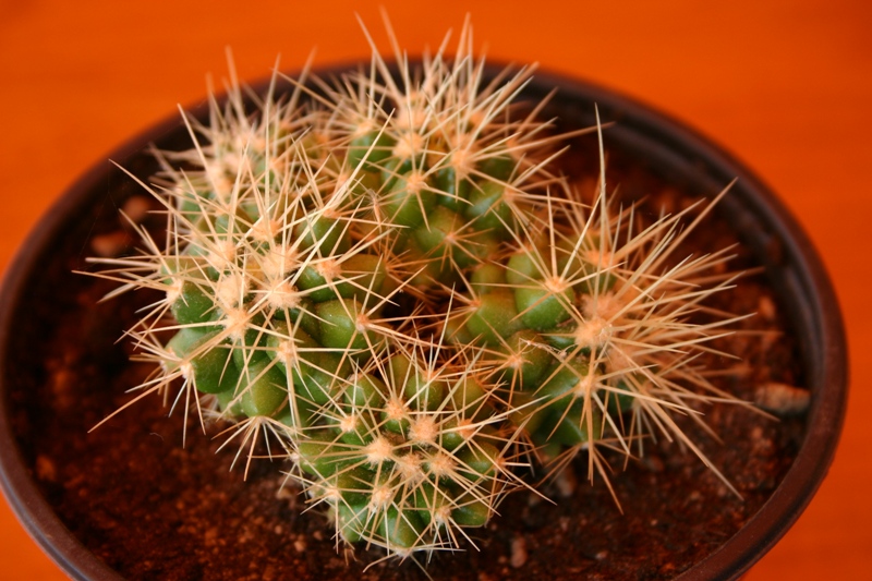 Echinocactus grusonii 