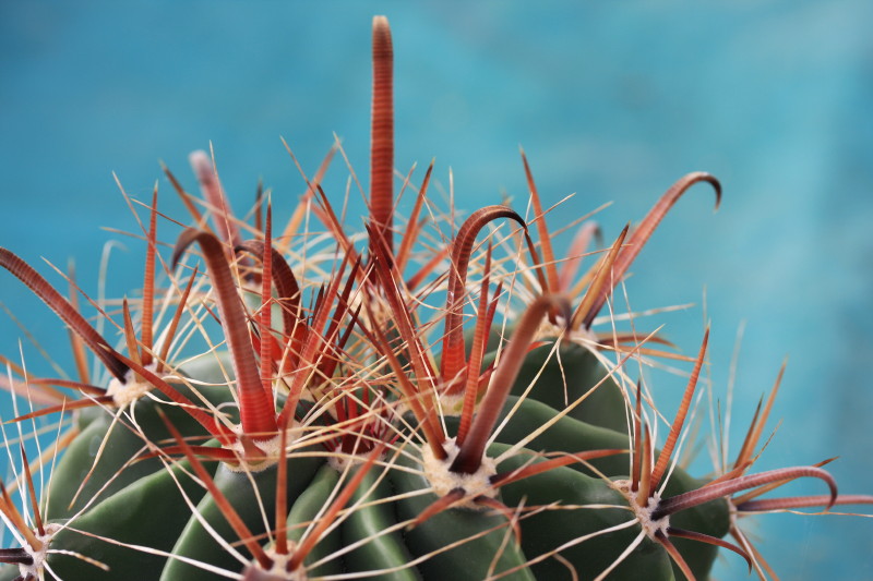 Ferocactus wislizeni ssp. herrerae 