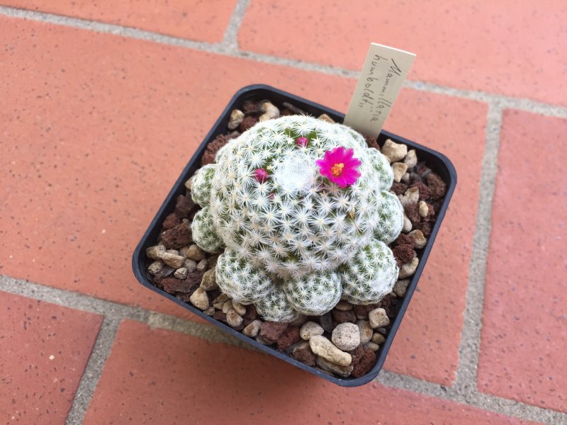 Mammillaria humboldtii 