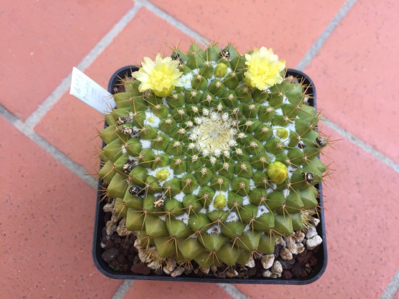 Mammillaria marksiana 