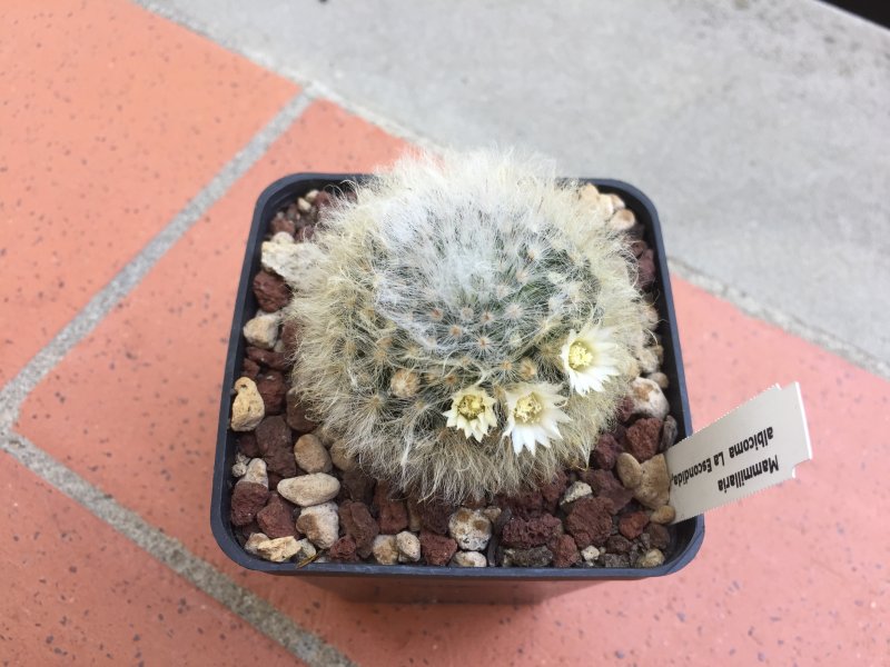 Mammillaria albicoma 