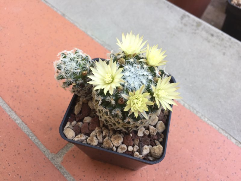 Mammillaria duwei 