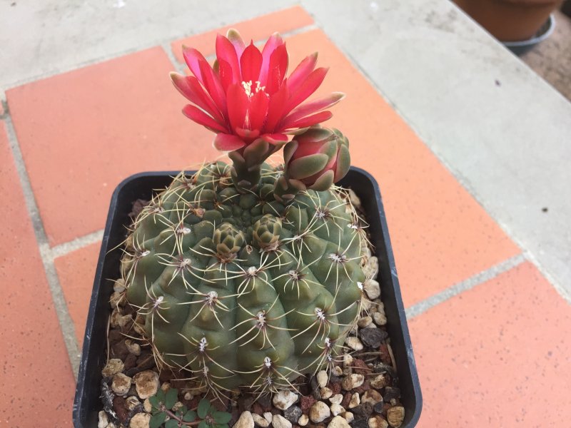 Gymnocalycium baldianum 