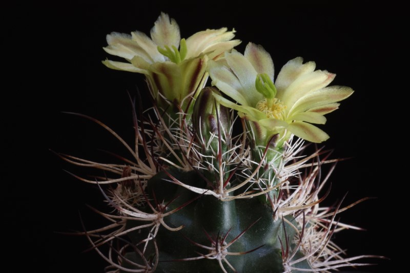 Echinocereus davisii 