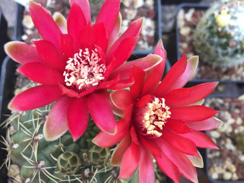 Gymnocalycium baldianum 