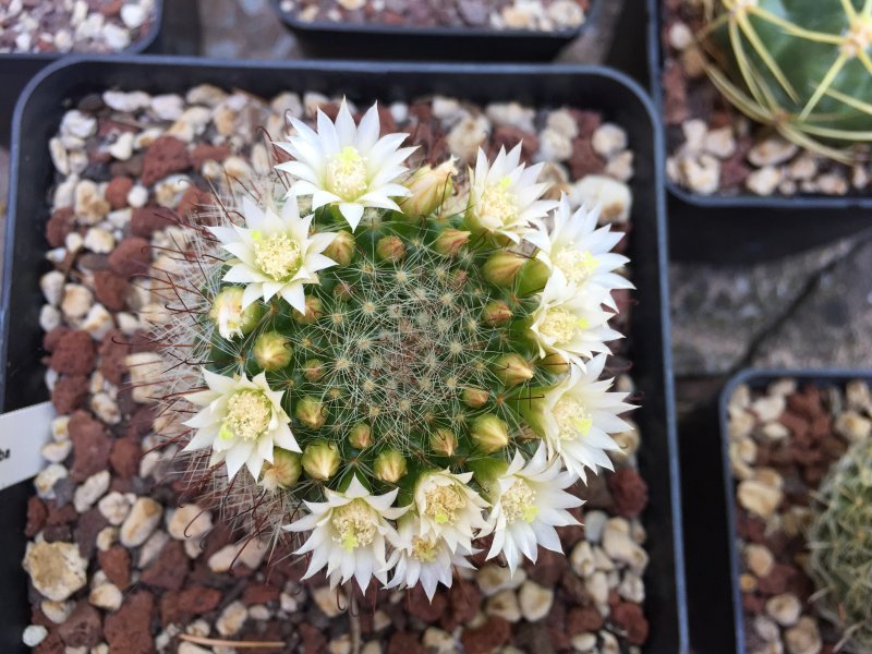 mammillaria zeilmanniana cv. albiflora