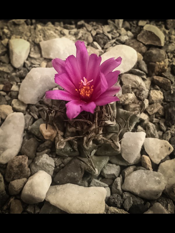 Turbinicarpus alonsoi 