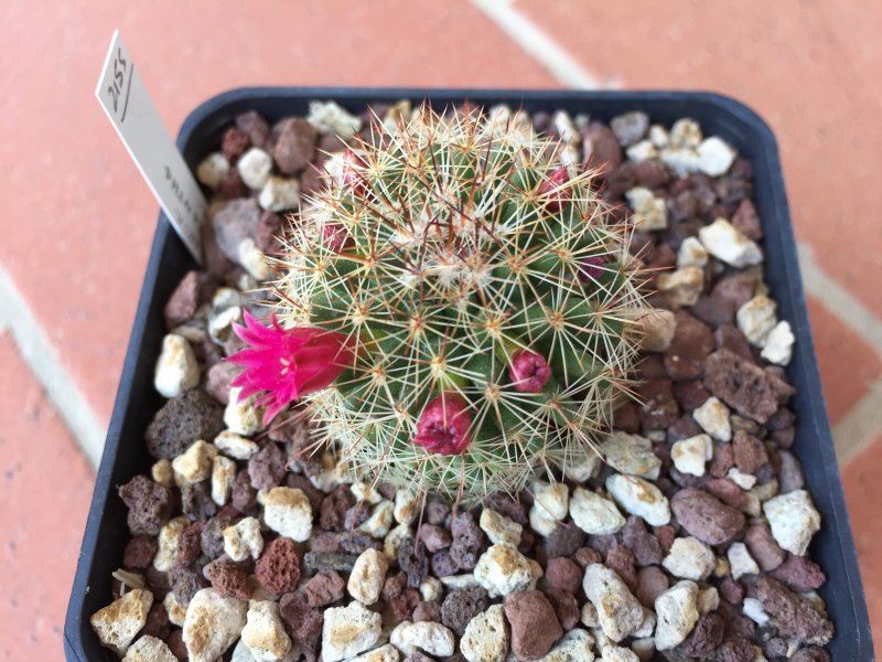 Mammillaria gasterantha 