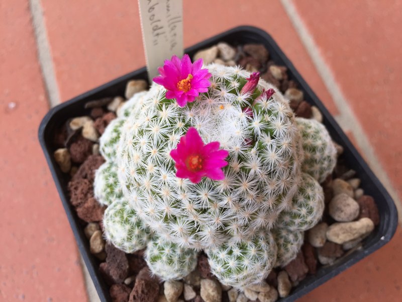 Mammillaria humboldtii 