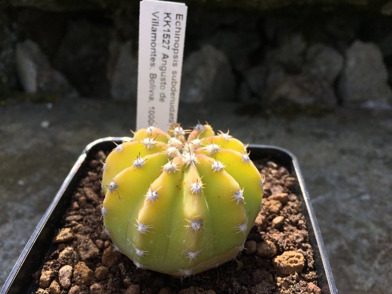 Echinopsis subdenudata KK1527