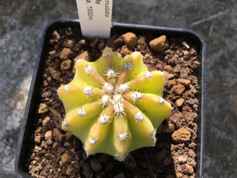 Echinopsis subdenudata KK1527