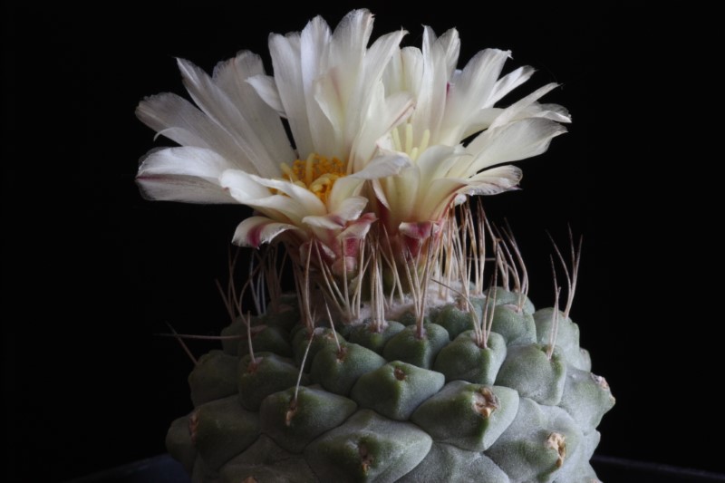 Strombocactus disciformis 