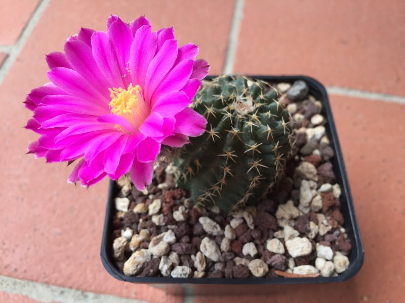 Echinocereus pulchellus 