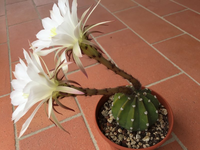 Echinopsis subdenudata 