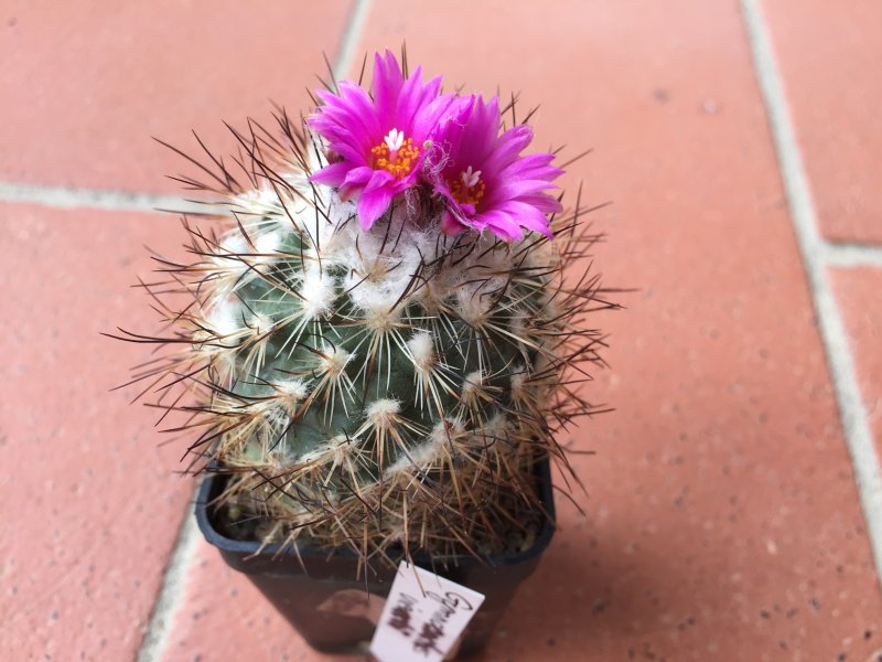 Gymnocactus viereckii 