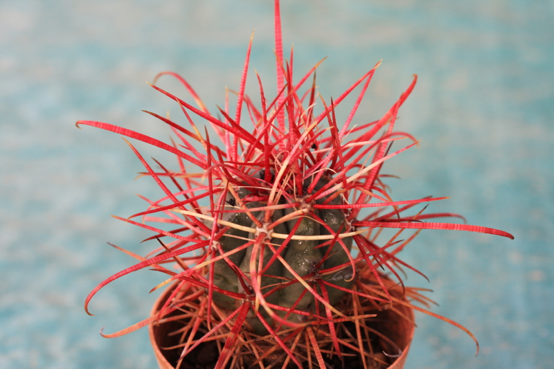 Ferocactus cylindraceus ssp. tortulispinus 