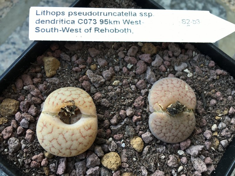 Lithops pseudotruncatella ssp. dendritica C073