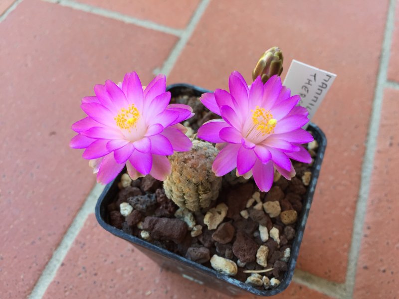 Mammillaria theresae 