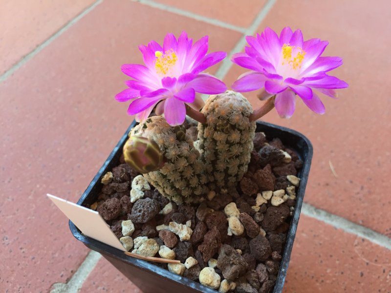 Mammillaria theresae 