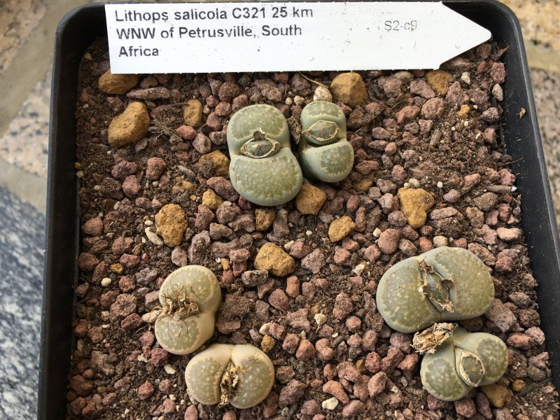 Lithops salicola C321