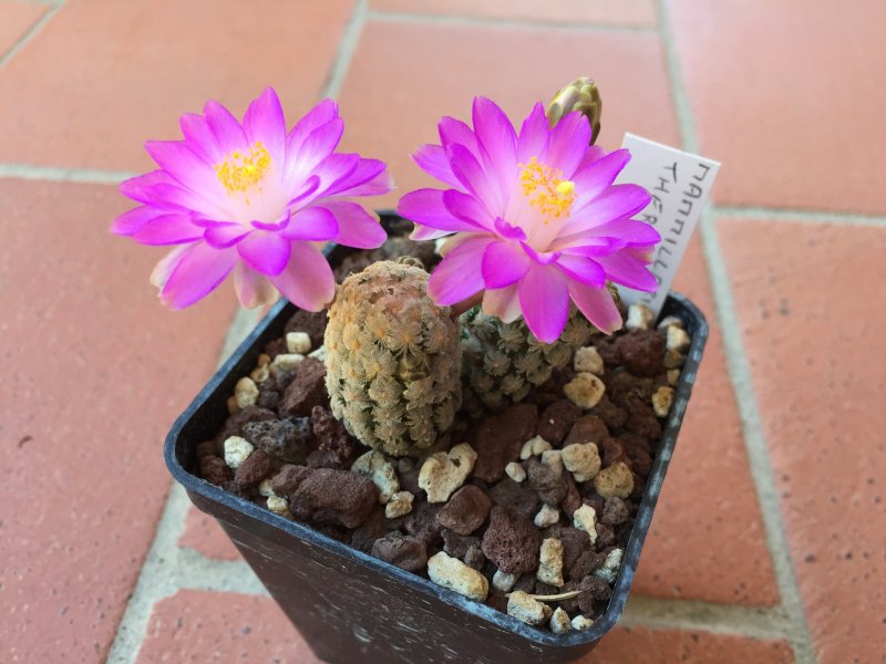 Mammillaria theresae 