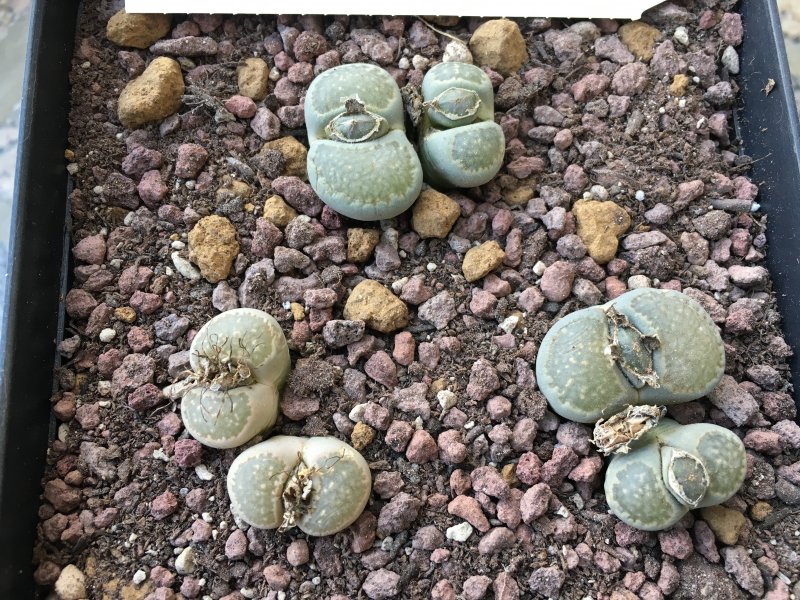 Lithops salicola C321