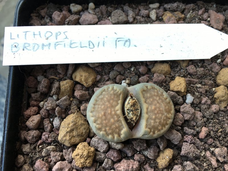 Lithops bromfieldii 