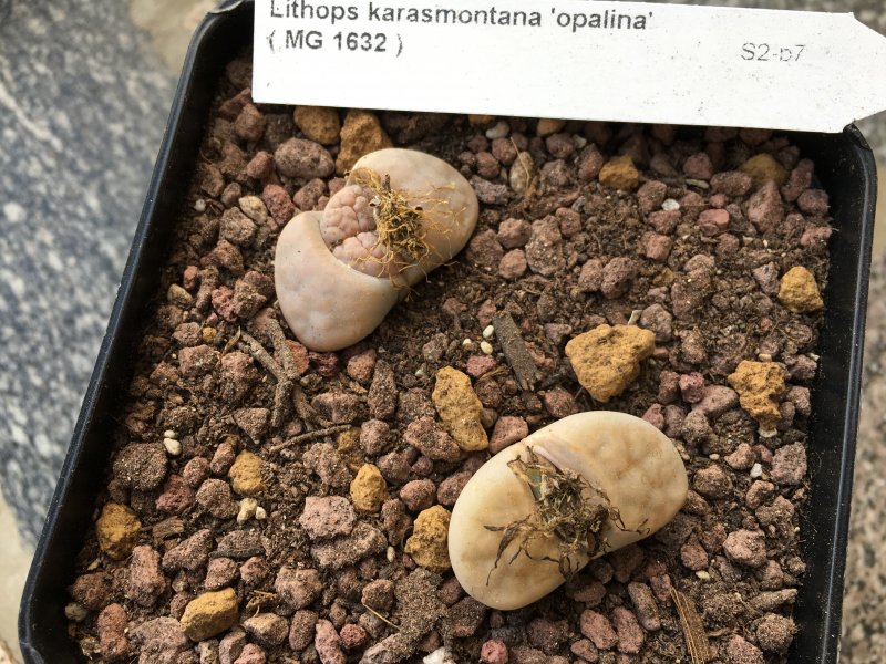 lithops karasmontana cv. opalina