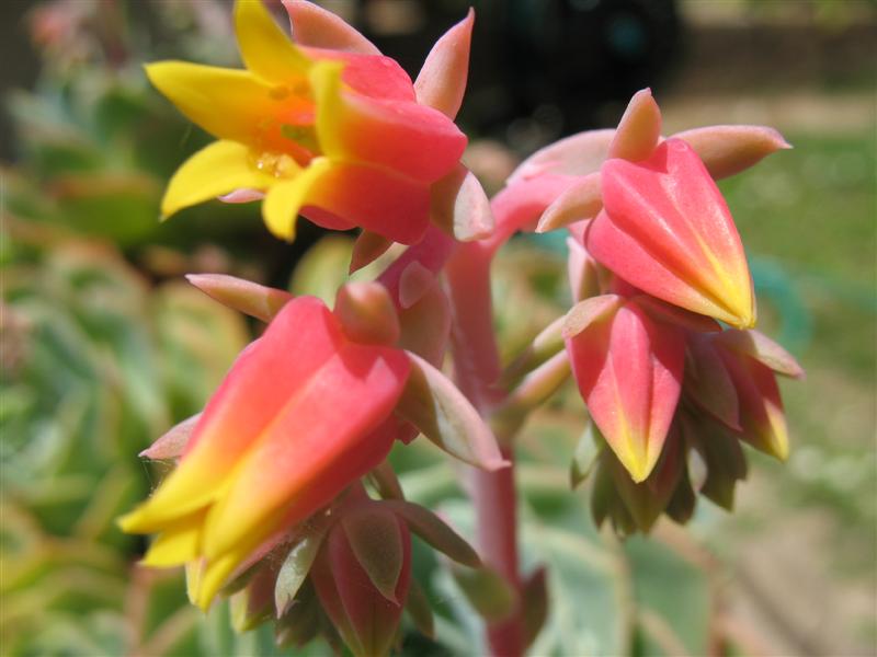 echeveria glauca