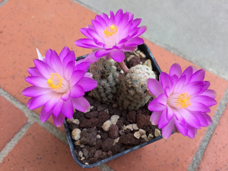 Mammillaria theresae 