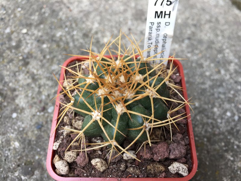 Discocactus cephaliaciculosus ssp. nudicephalus MH775