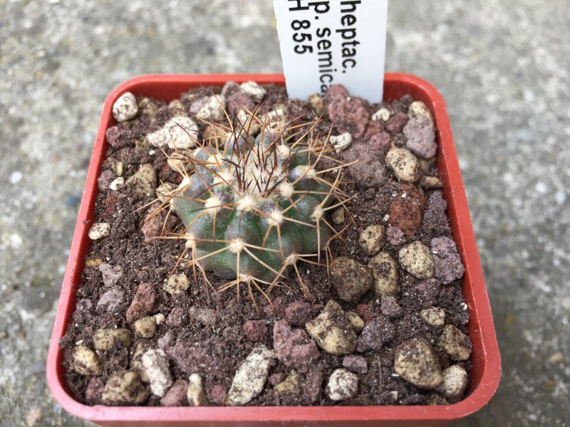 Discocactus heptacanthus v. semicampaniflorus MH855