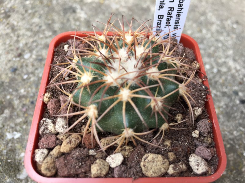 Discocactus bahiensis ssp. gracilis MH637