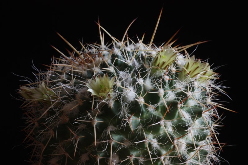 Mammillaria karwinskiana ssp. nejapensis 