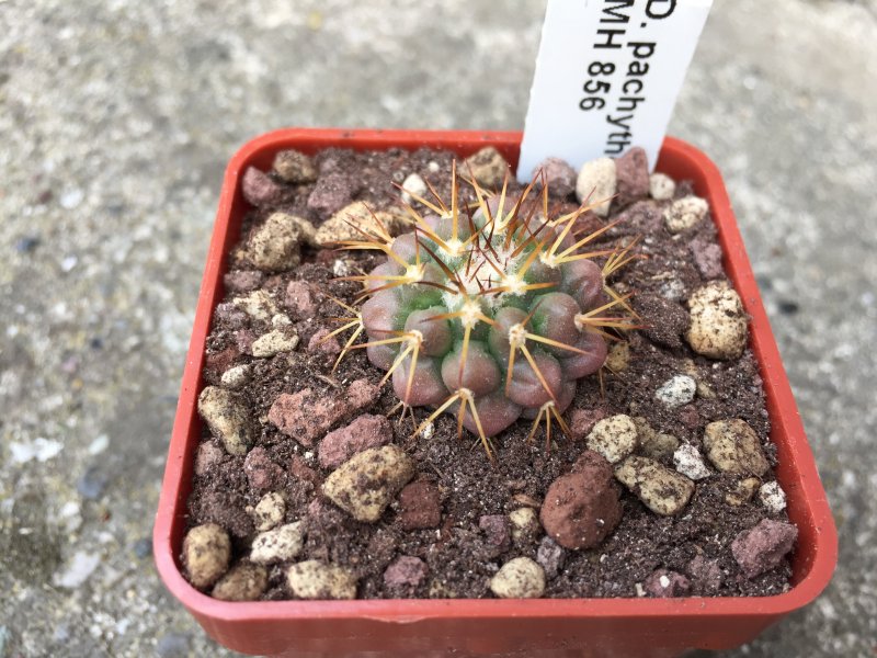 Discocactus pachythele MH856