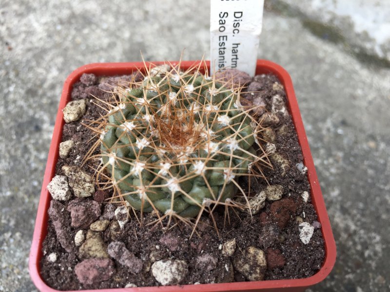 Discocactus hartmannii MH854