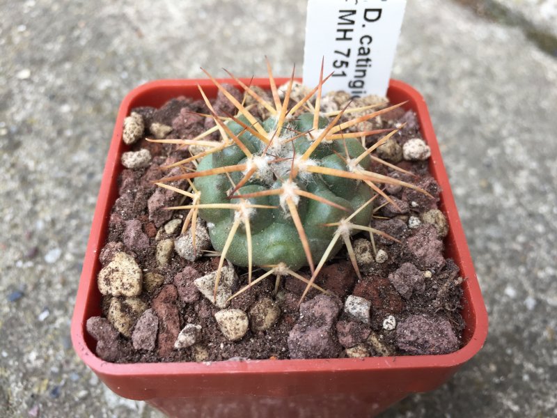 Discocactus catingicola MH751