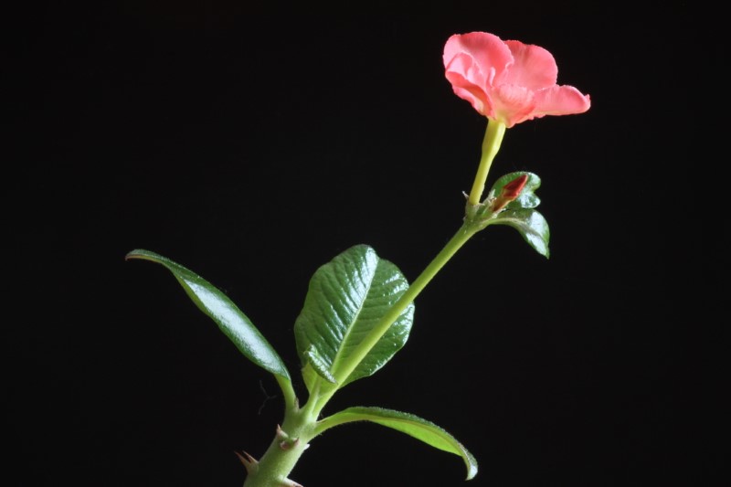 Pachypodium baronii v. windsorii 