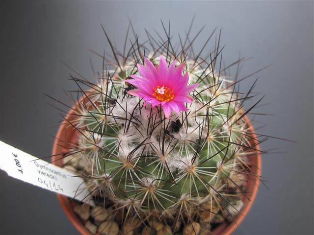 Gymnocactus viereckii 