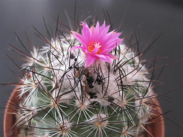 Gymnocactus viereckii 