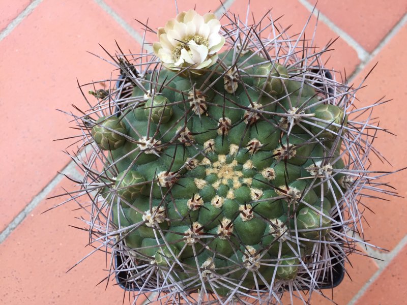 Gymnocalycium saglionis 