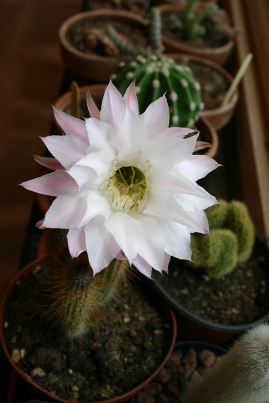 Echinopsis eyriesii 