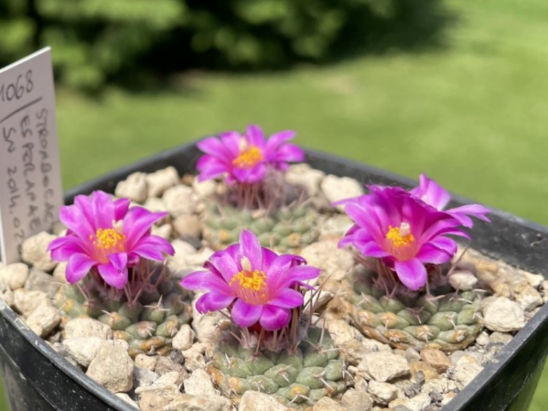 Strombocactus disciformis ssp. esperanzae SN 2014-0201