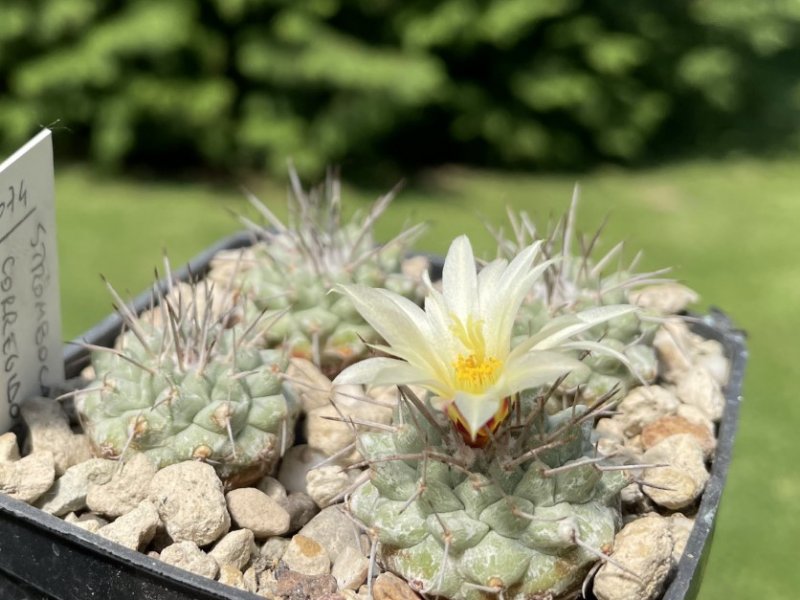 Strombocactus corregidorae KKP 1700