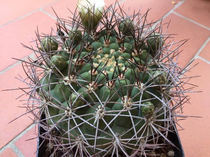 Gymnocalycium saglionis 