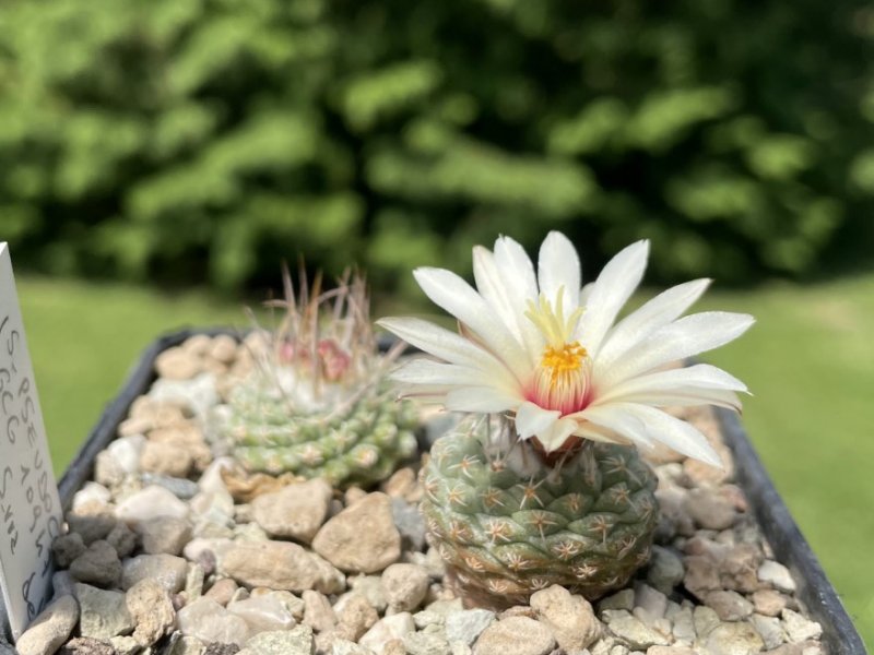 Strombocactus pseudocorregidorae GCG 10947