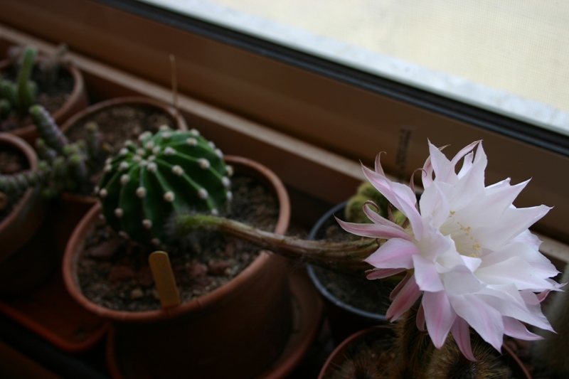 Echinopsis eyriesii 